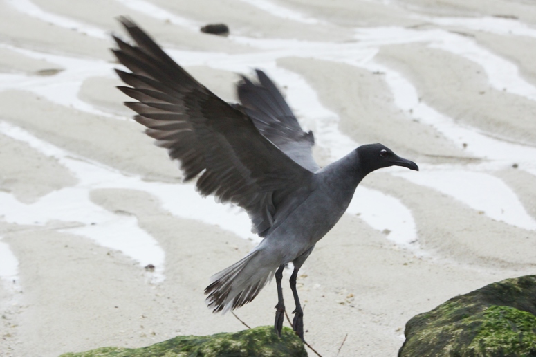 galapagos